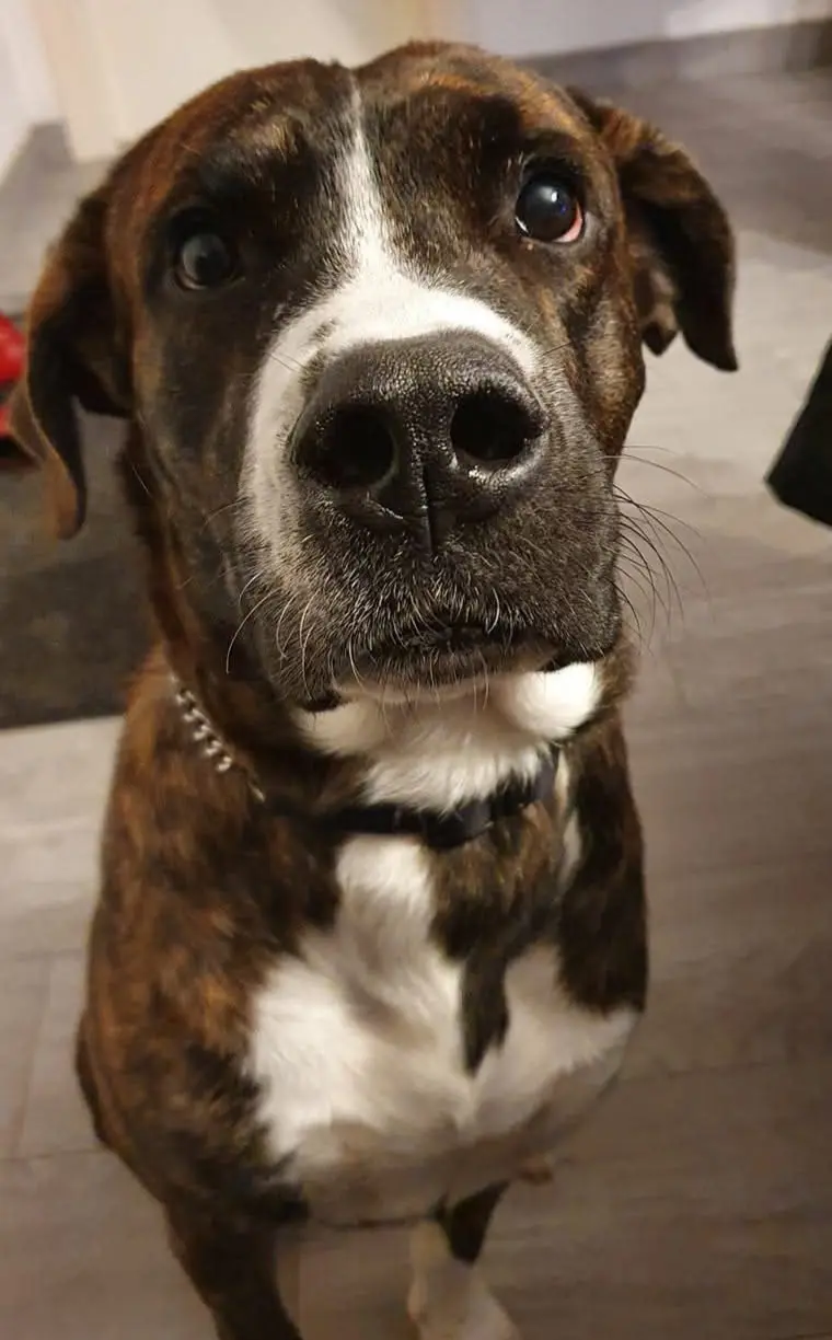 cane lost  Tangenziale Sud 24048 Roncola Poldo