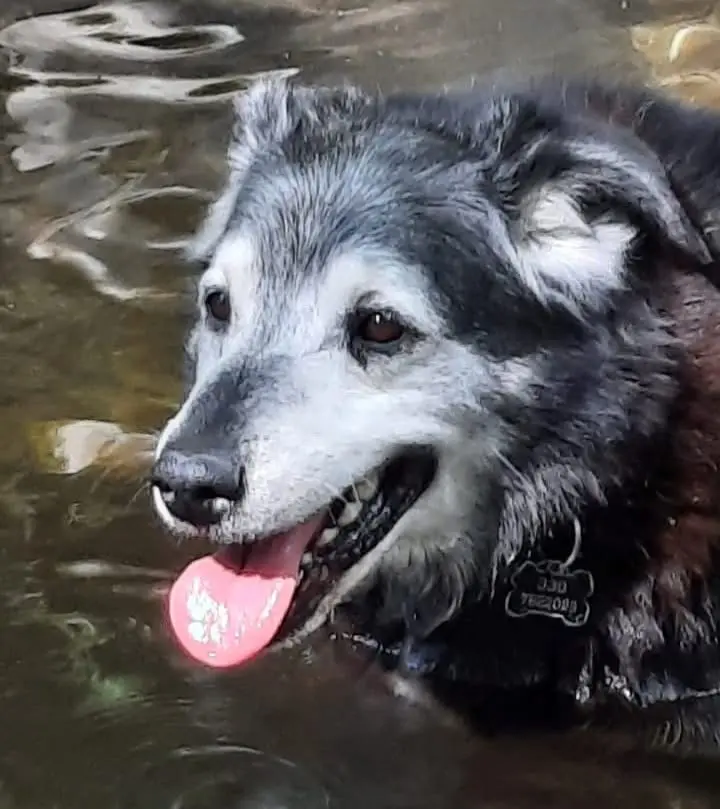 cane lost   13893 Donato Blackie