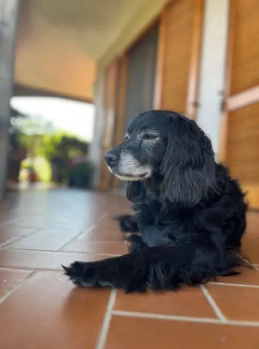 cane lost    Pompiano Achille