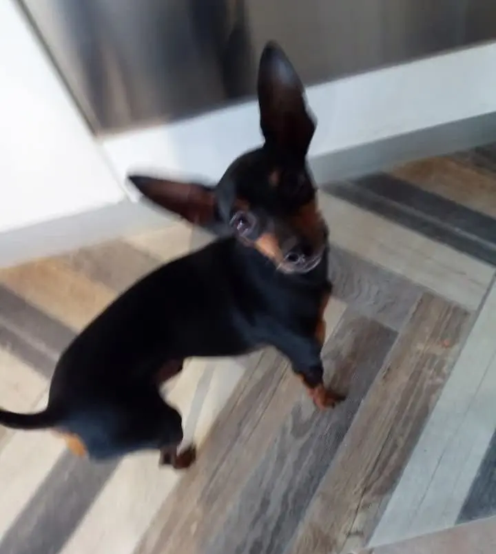 cane lost   25032 Chiari Billy