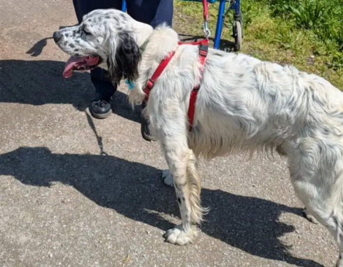 cane lost   25121-25136 Brescia Asco