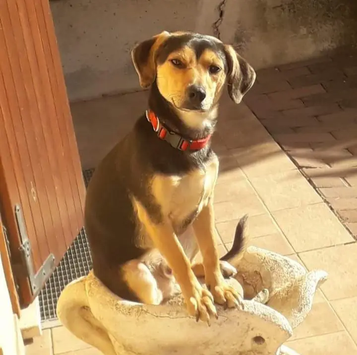 cane lost    San Paolo Charlie