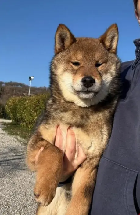 cane lost   25085 Gavardo Fuji