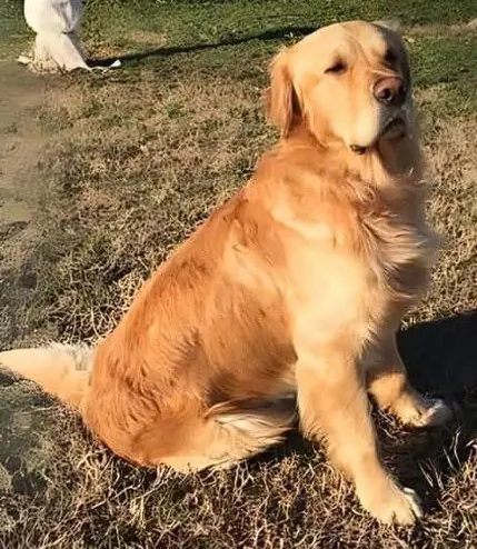 cane lost   25010 San Felice del Benaco Onni