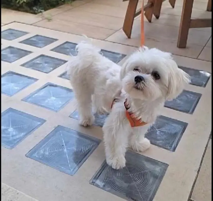 cane lost   25059 Vezza d'Oglio Toby