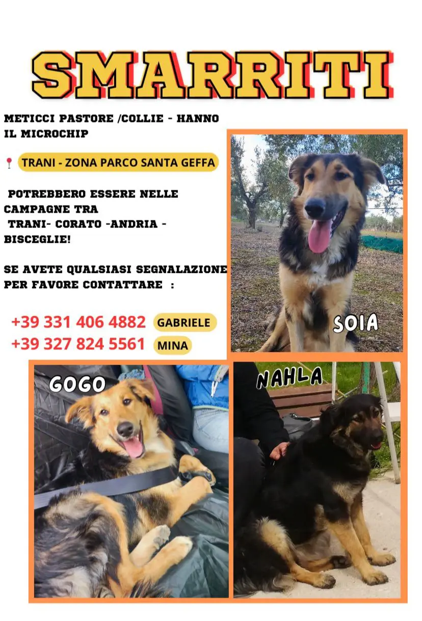 cane lost   76125 Trani Gogo