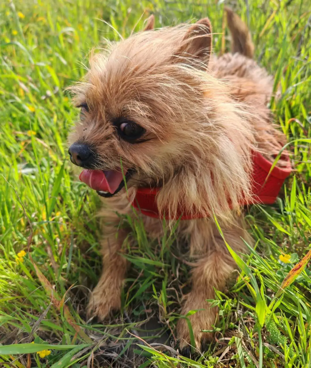 cane lost   09048 Sìnnia/Sinnai Billy