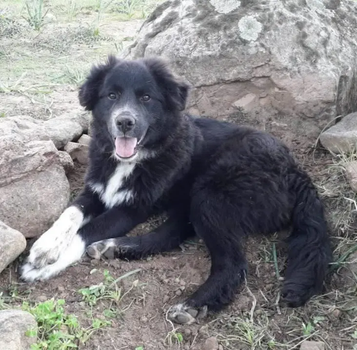 cane lost   09045 Quartu Sant'Aleni/Quartu Sant'Elena Black