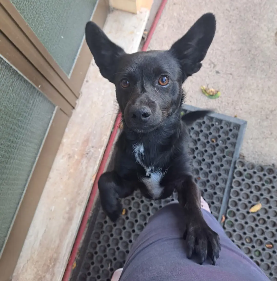 cane lost   09033 Deximumannu/Decimomannu Blacky