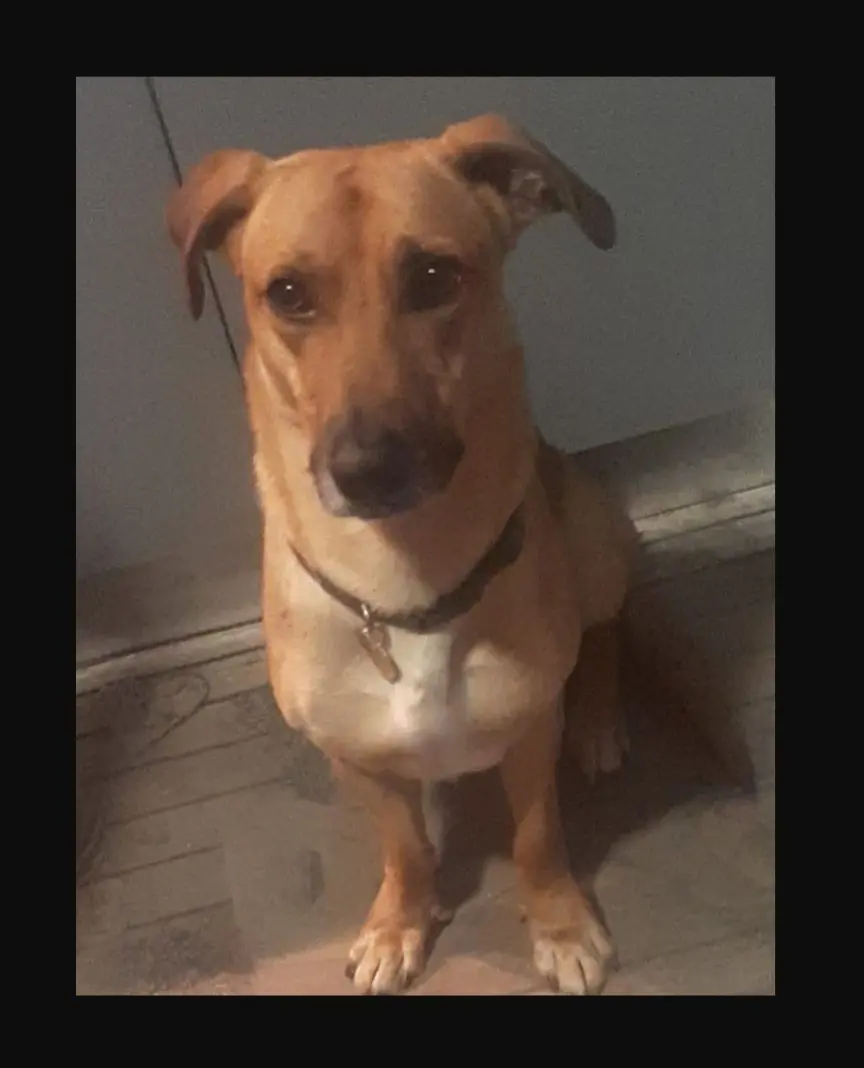 cane lost   09032 Assèmini/Assemini Gringo