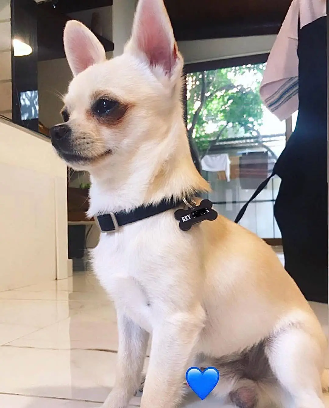 cane lost   09045 Quartu Sant'Aleni/Quartu Sant'Elena Rey