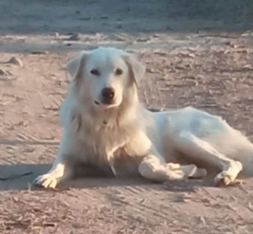 cane lost   09068 Uda/Uta Rocky