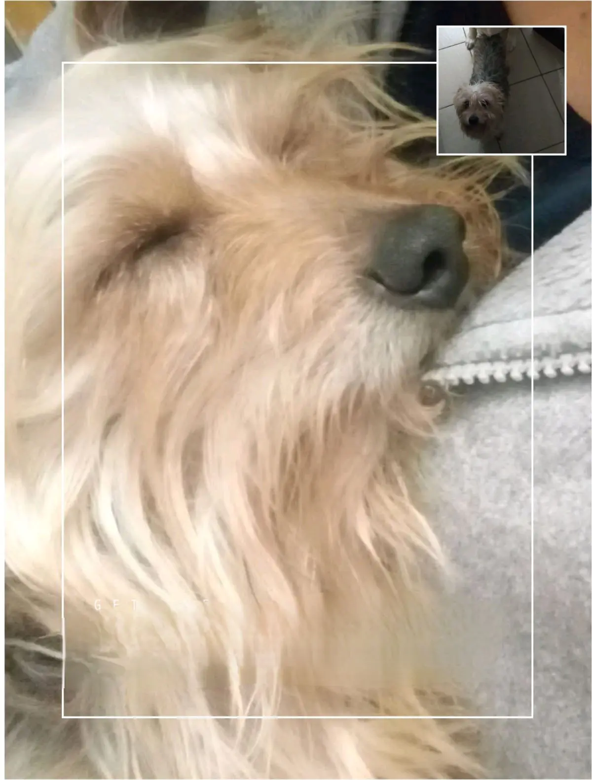 cane lost   09028 Sestu Zampa