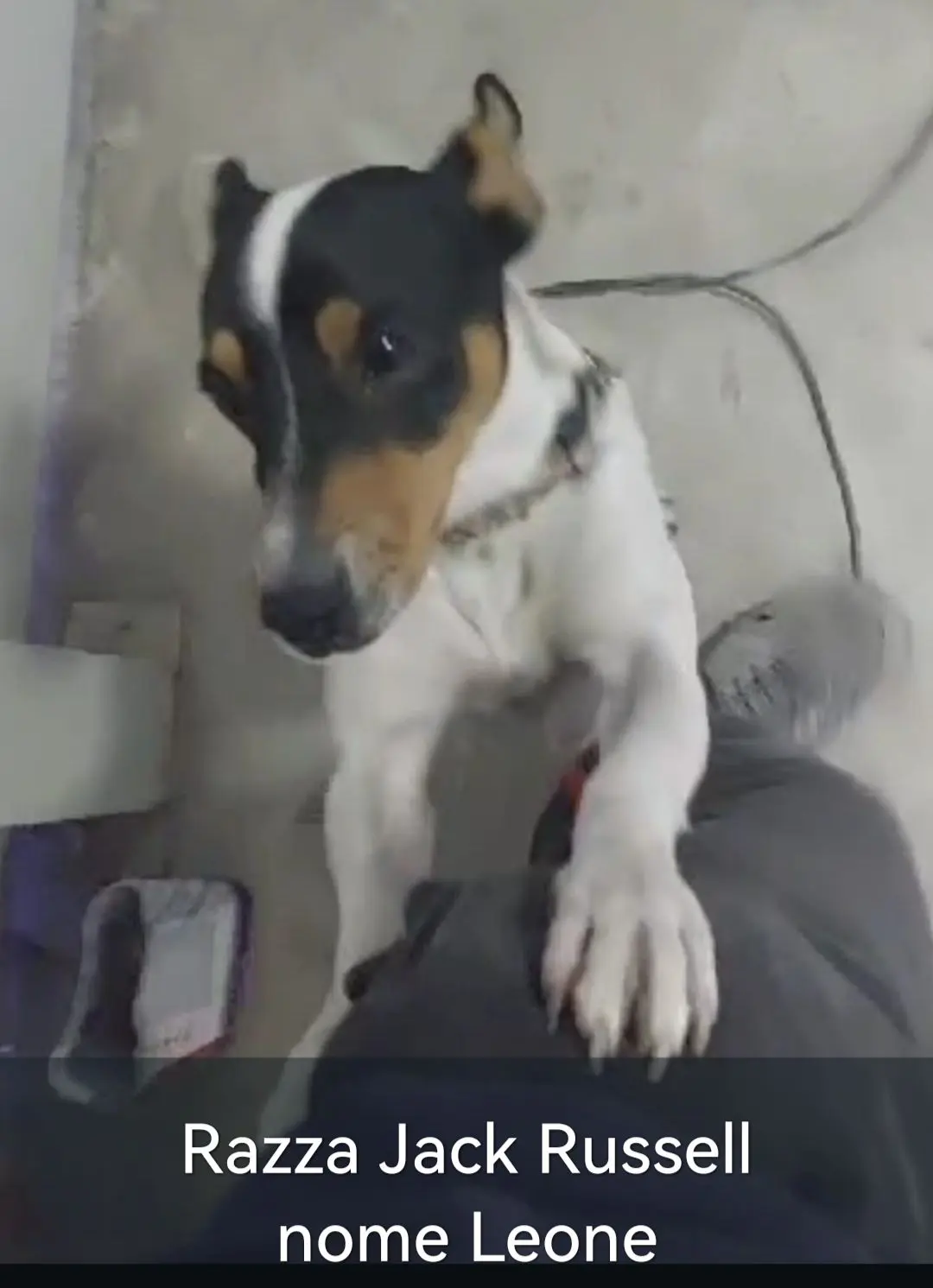 cane lost    San Marcellino Leone