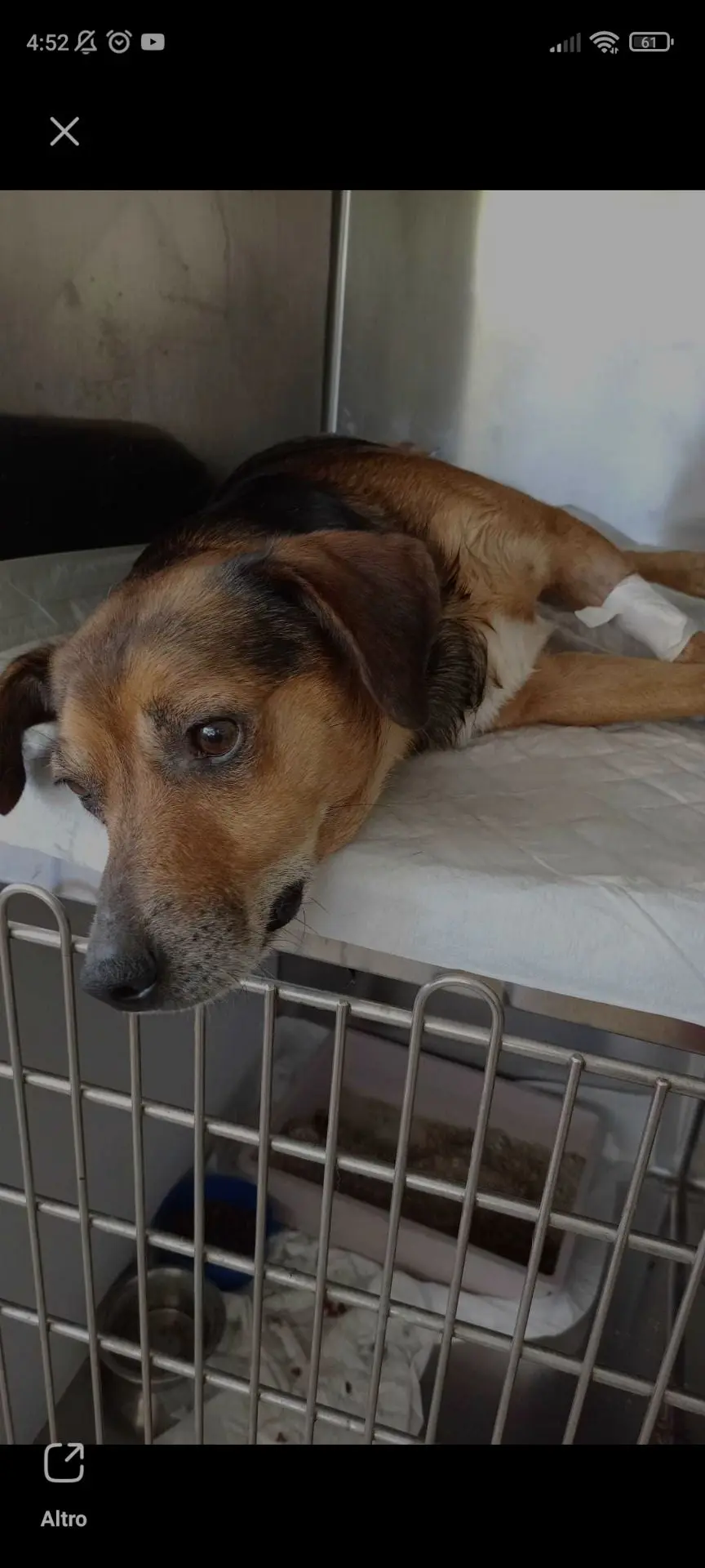 cane lost   81057 Teano Pasqualino