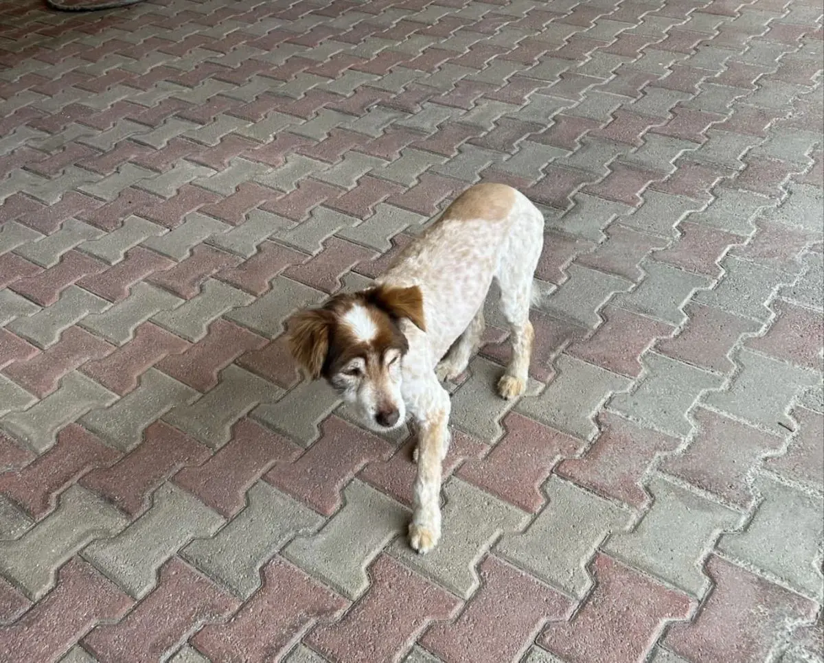 cane lost   81032 Carinaro Pocho