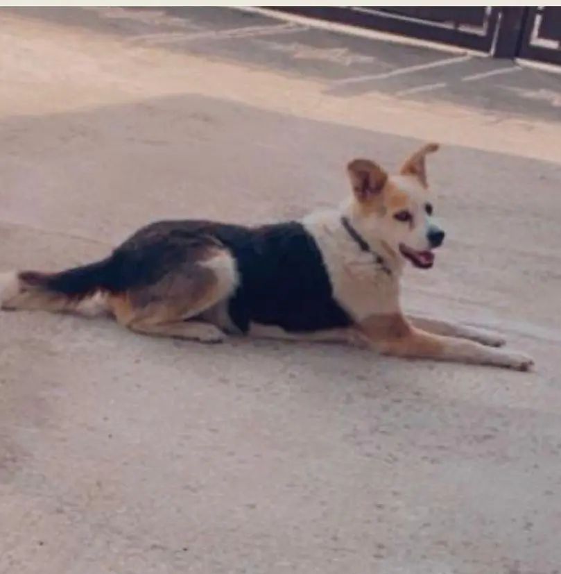 cane lost    Marcianise Pucci