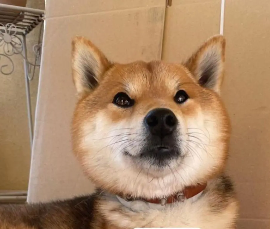 cane lost   66023 Francavilla al Mare Kim