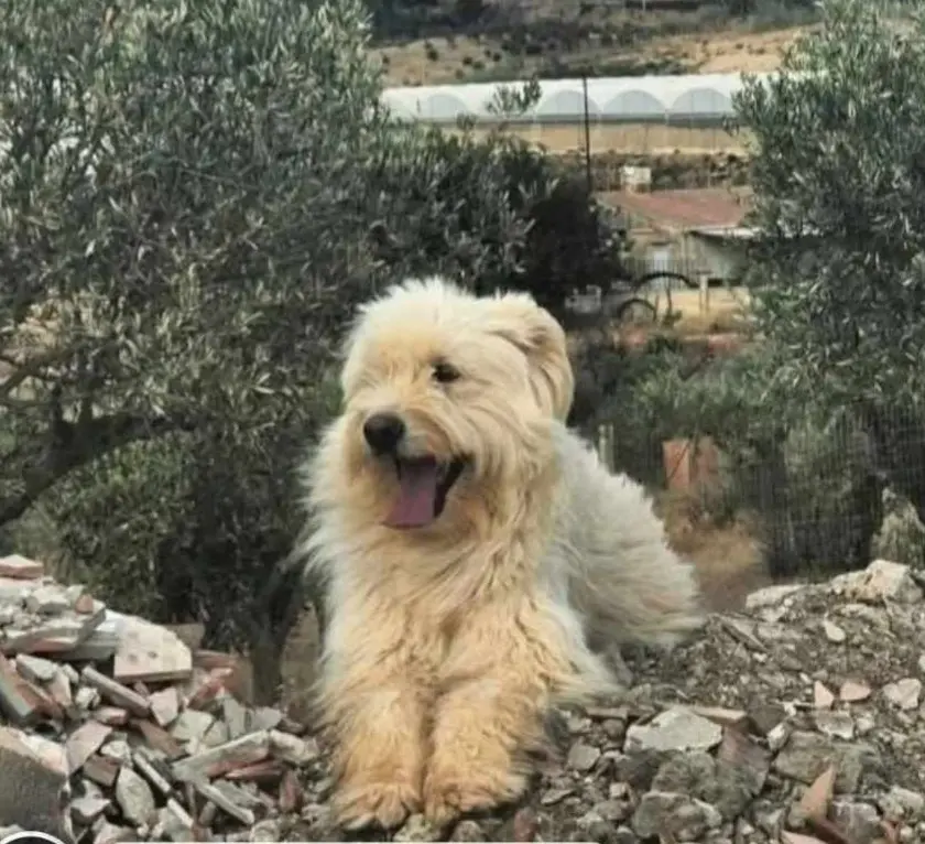 cane lost   93012 Gela Ciro