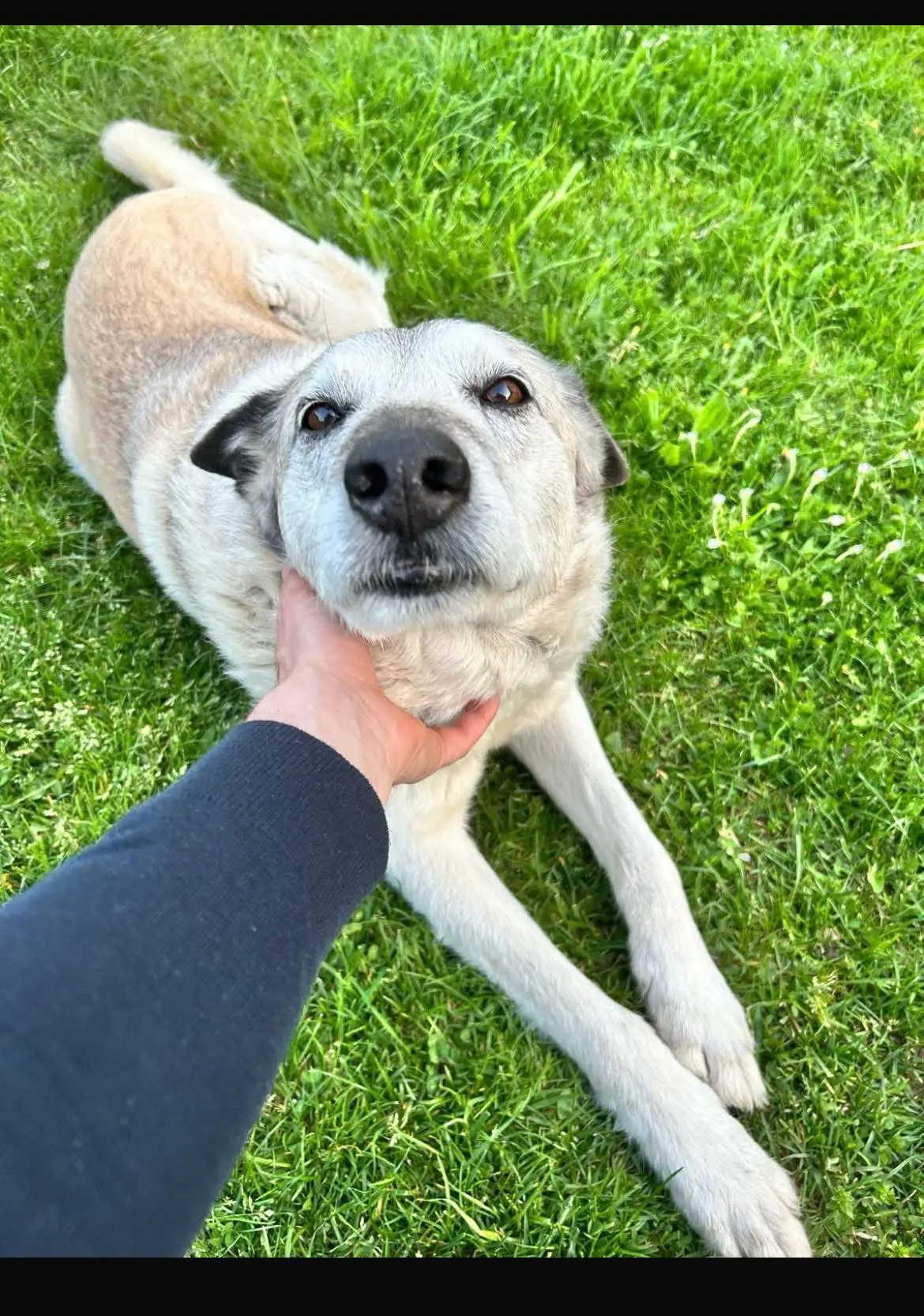 cane lost   12031 Bagnolo Piemonte Lupo