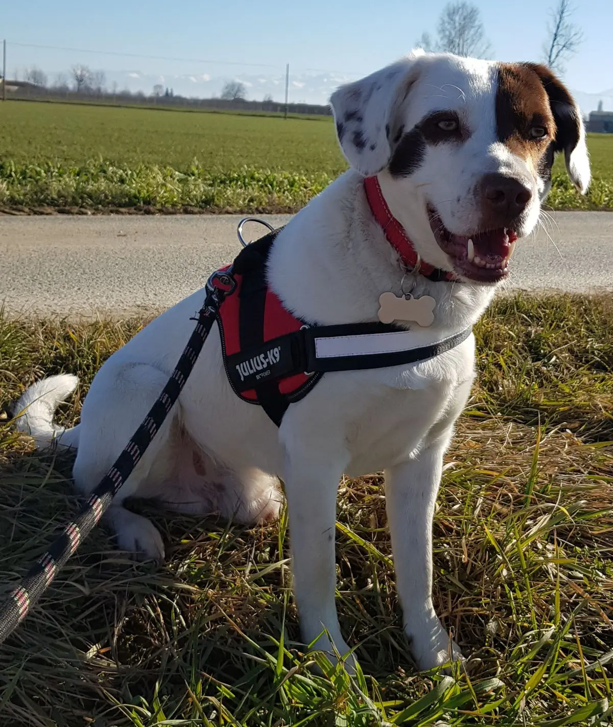 cane lost   12038 Savigliano Macchia