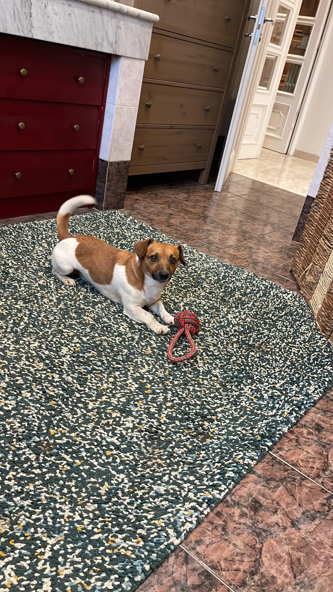 cane lost    Murello Nacho