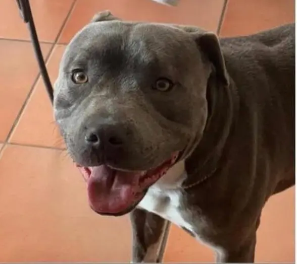 cane lost   22100 Côme Bogota