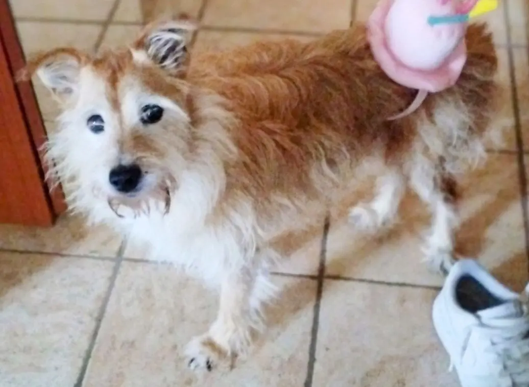 cane lost   26022 Castelverde Cuki