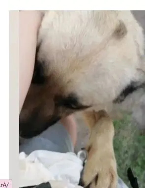 cane lost    Zumpano Cioppi.