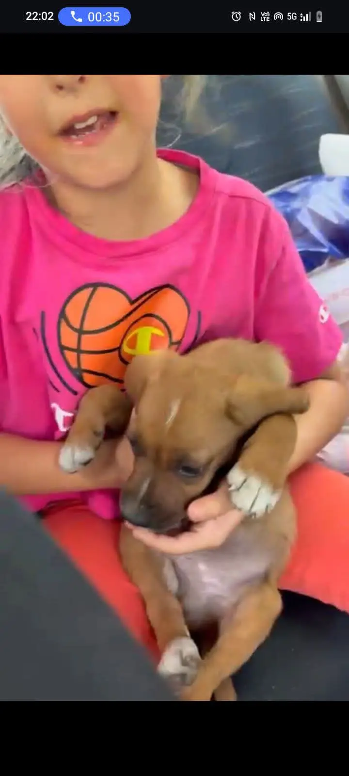 cane lost   87100 Cosenza Lampo