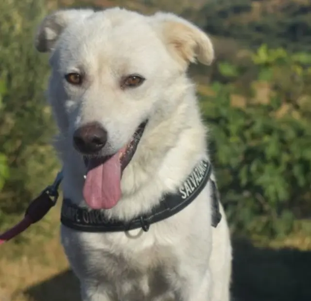 cane lost   87011 Cassano all'Ionio Filippo