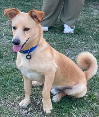 cane lost    Mendicino Odino