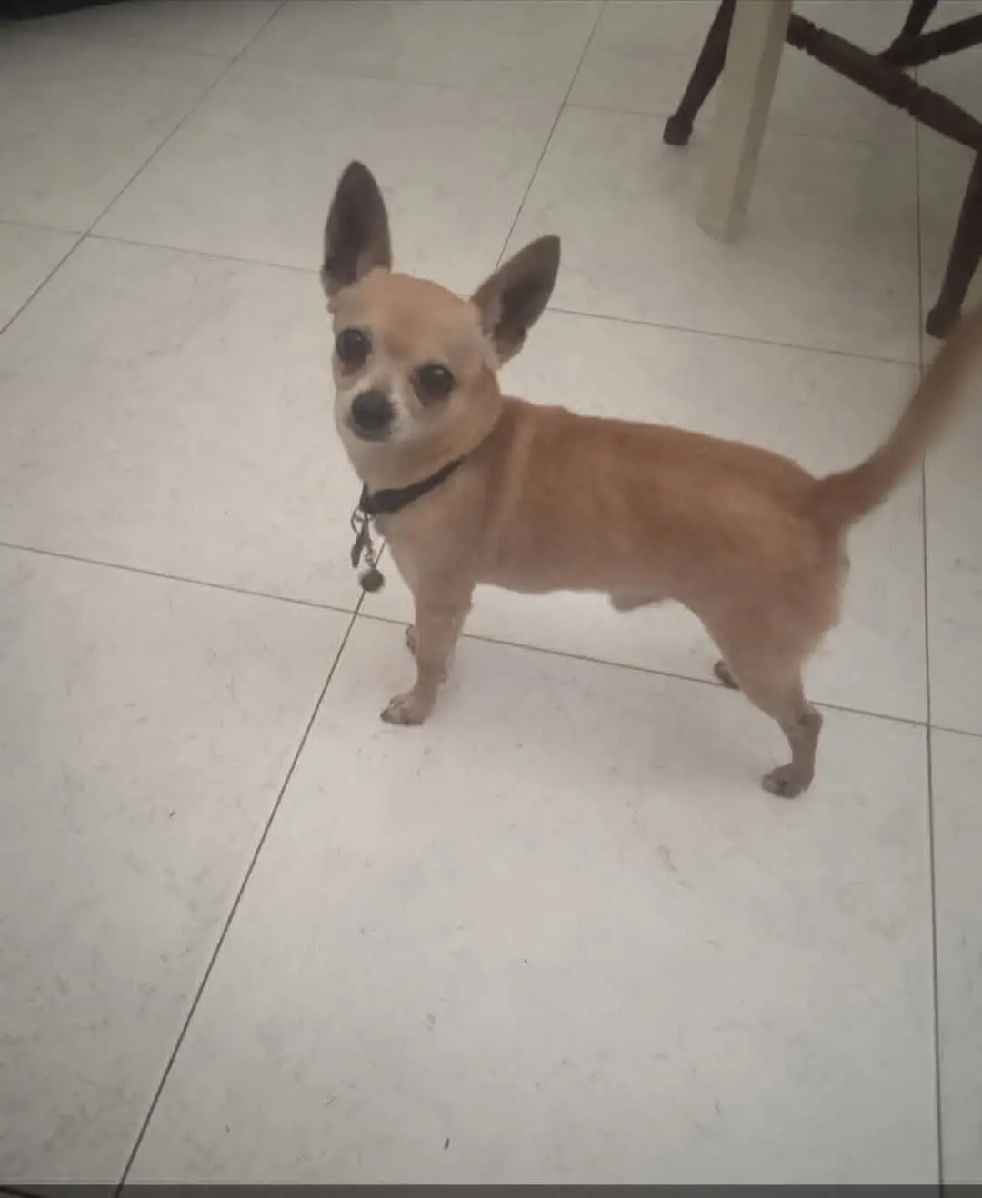 cane lost    Catane Chupito