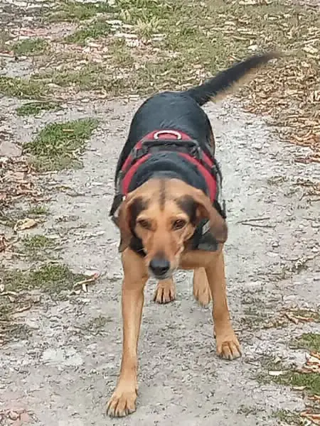 cane lost    Catane Libero