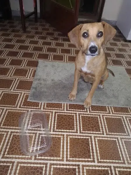 cane lost   95030 Mascalucia Holly