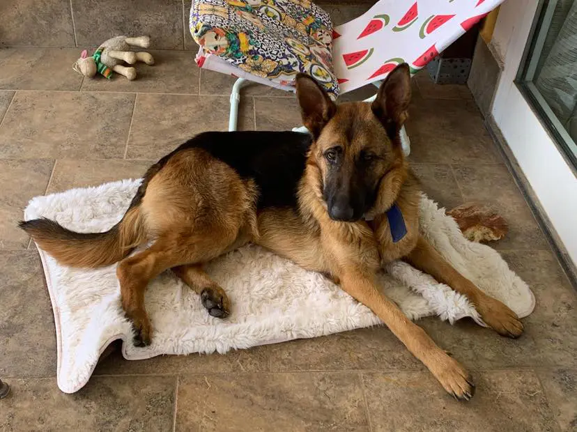 cane lost   95030 Mascalucia Mia