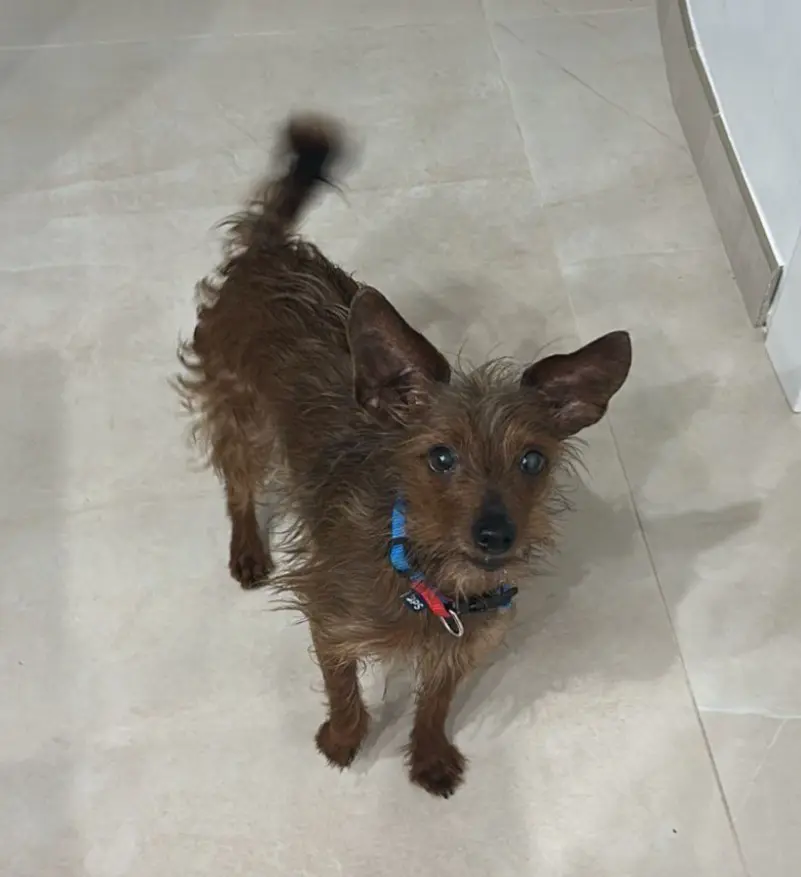 cane lost   94028 Villarosa Leo