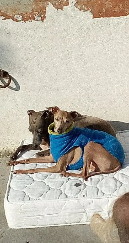 cane lost   47034 Forlimpopoli Isabello (isabo)