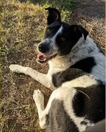 cane lost  Autostrada del Sole 50018 Ugnano Lacky