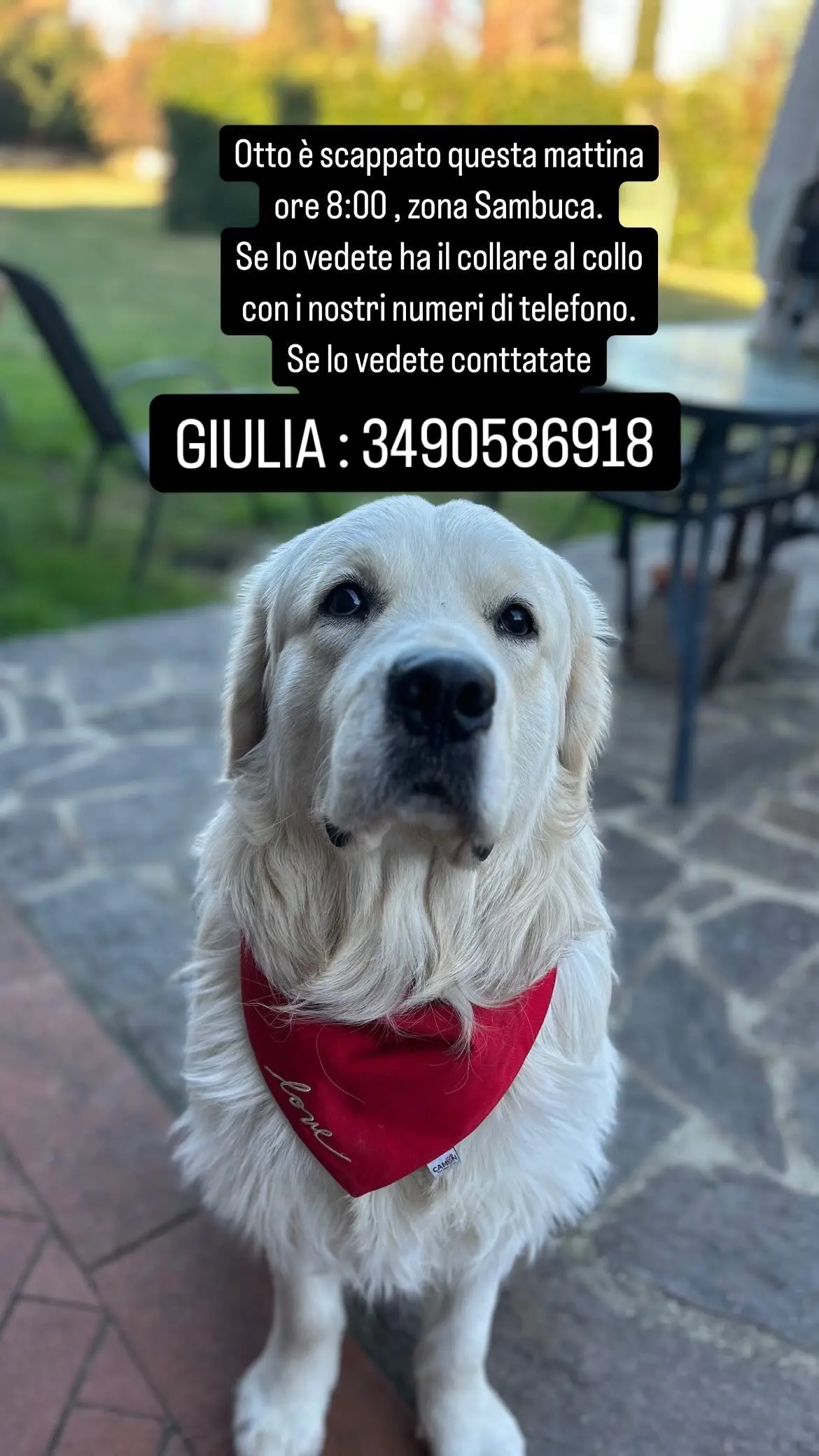 cane lost    Florence Otto