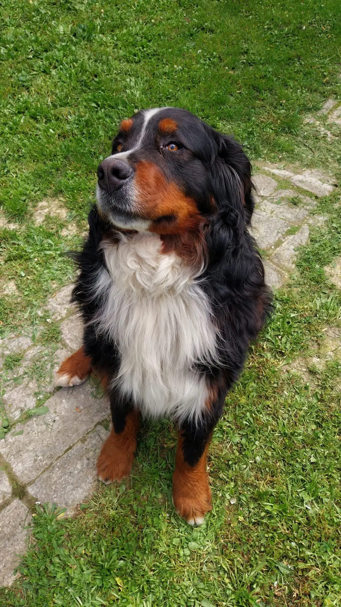 cane lost  Viale della Resistenza 63837 Piane Charlie