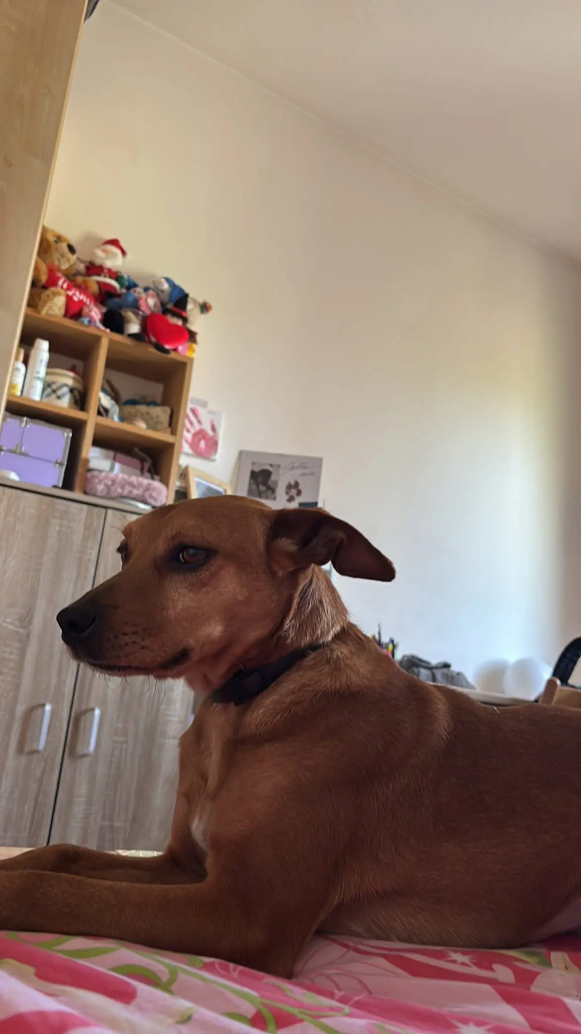 cane lost  Via Marche 63811 Sant'Elpidio a Mare Max