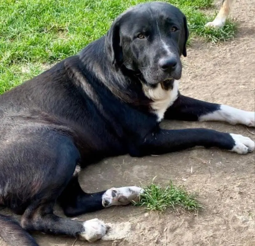 cane lost  Strada Provinciale 52 Montegiorgio 63833 Montegiorgio Nik