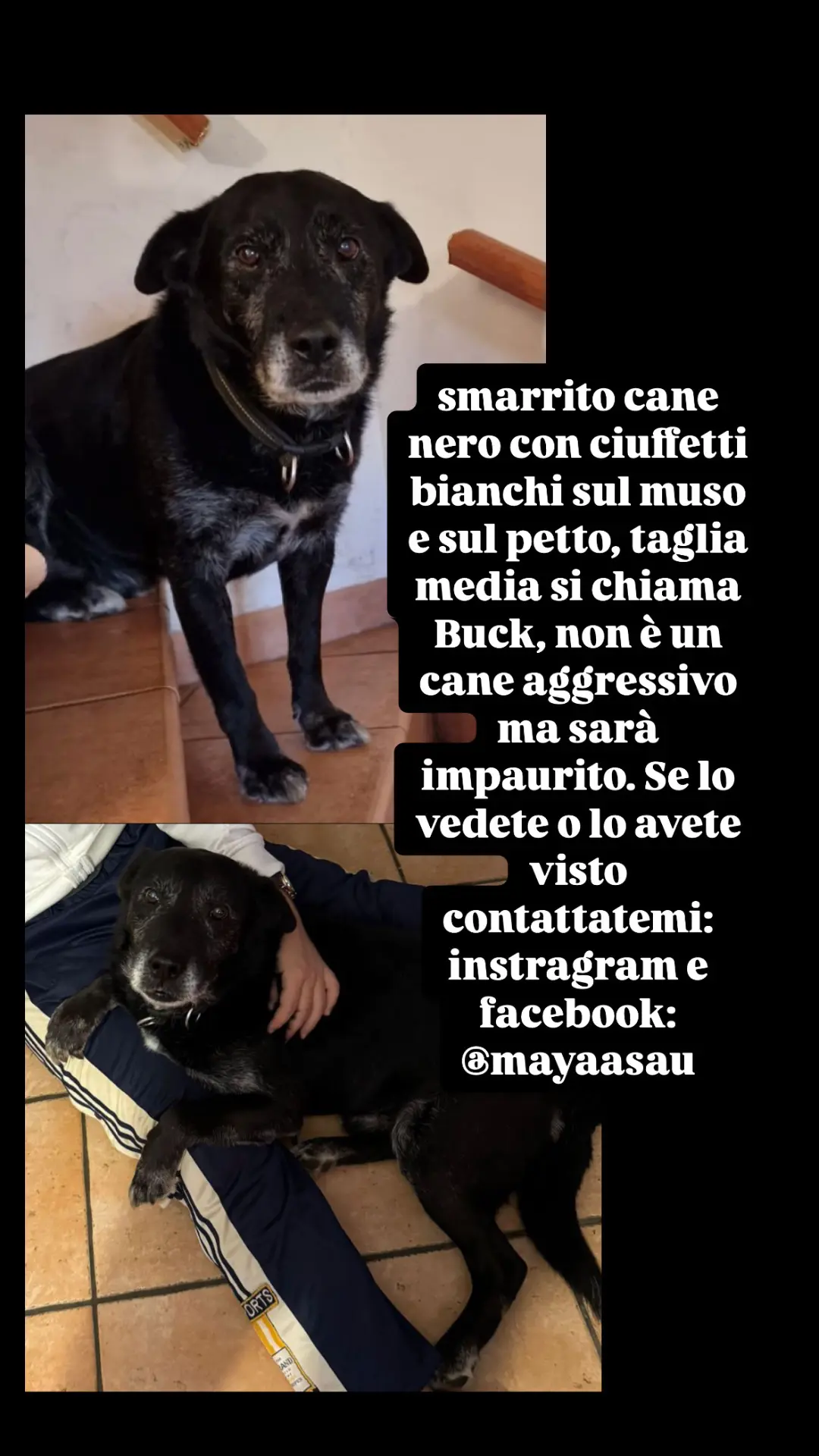 cane lost   03011 Alatri Buck