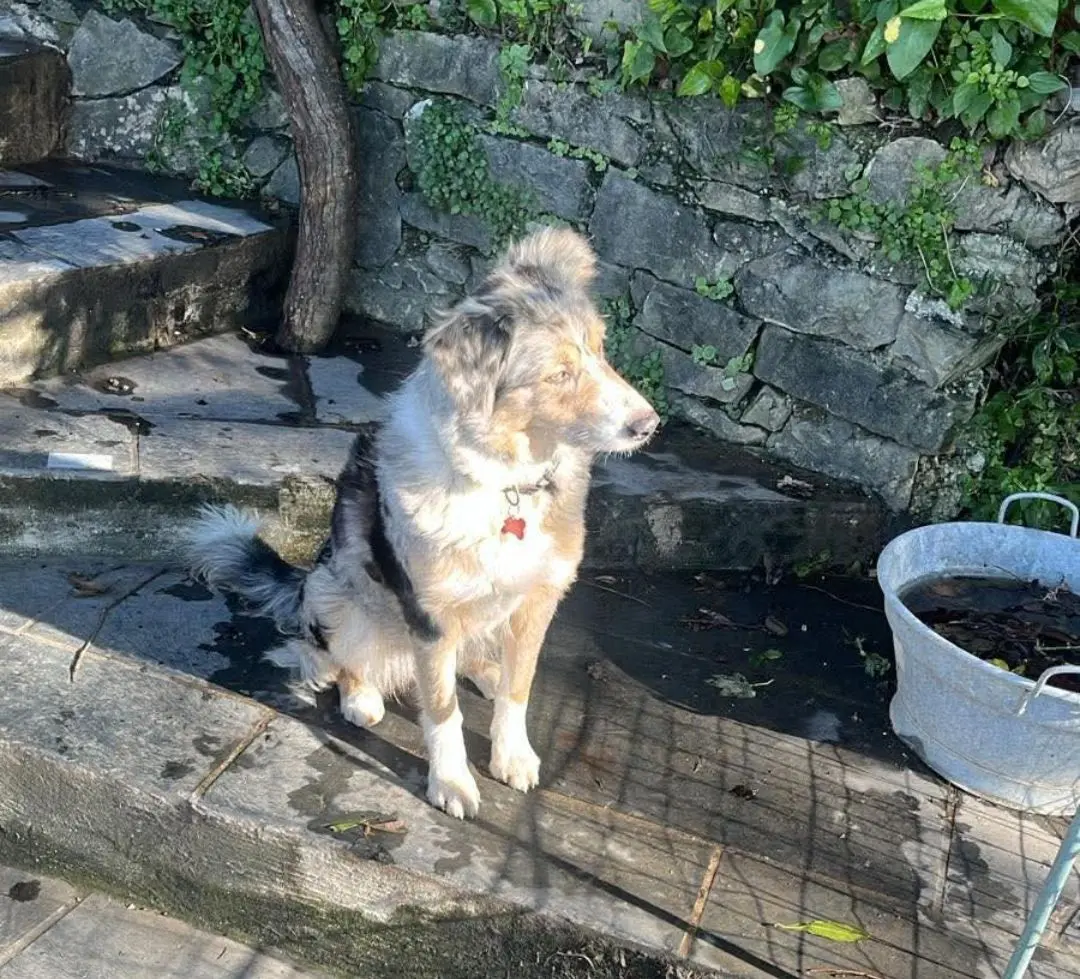 cane lost    Camogli Gemma