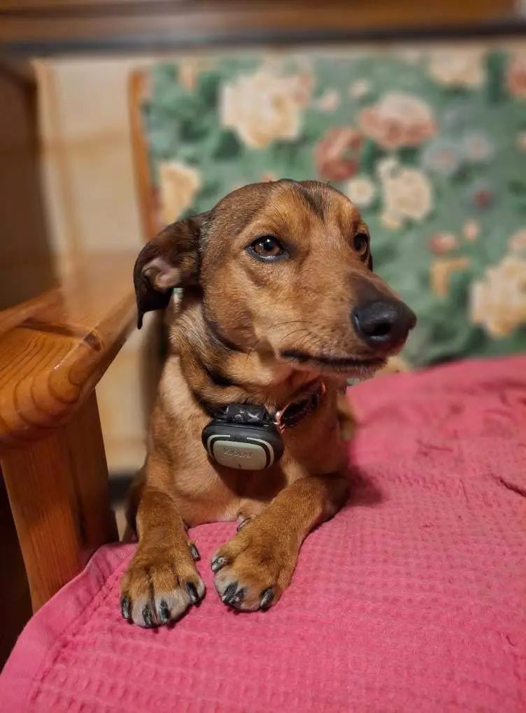 cane lost   16041 Borzonasca Amilcare e hugo