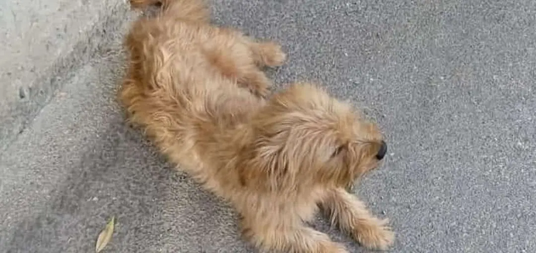 cane lost    Gênes Charlie