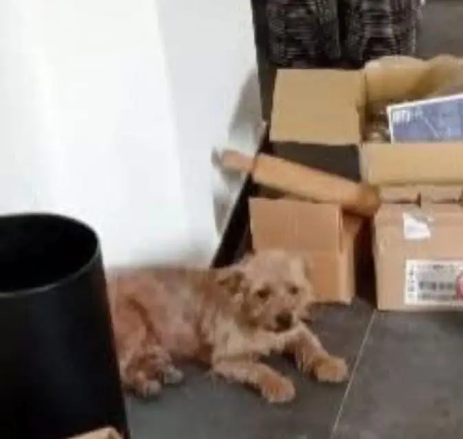 cane lost    Gênes Charlie