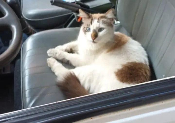 cane lost    Gênes Pisellino