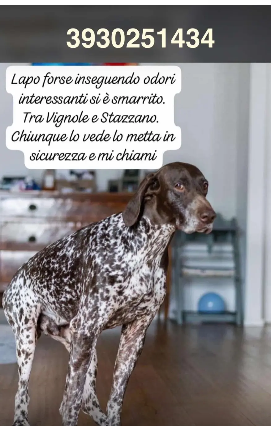 cane lost   16012 Busalla Lapo